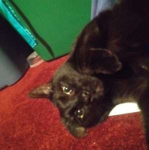 Meet the Bouncer, Browen the Perpetually Confused